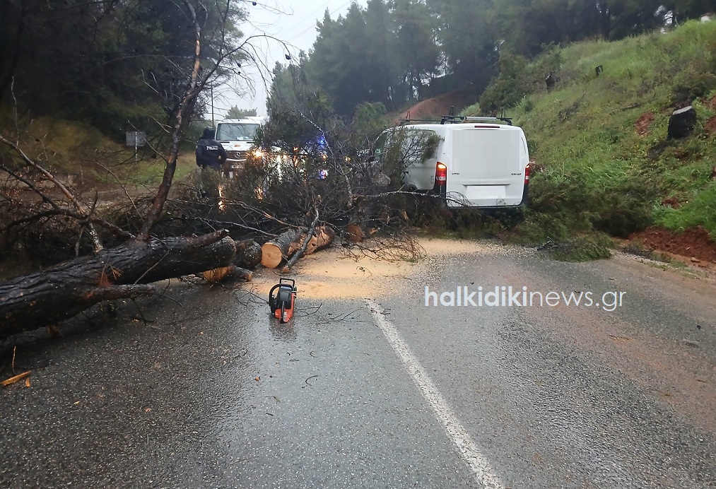 Αυτοκίνητο έπεσε σε πεσμένο δέντρο στο οδόστρωμα στη Σιθωνία